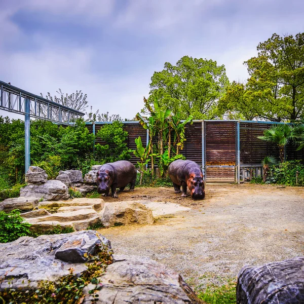 Hippo Šanghajské Zoo — Stock fotografie