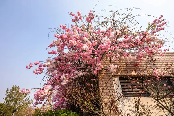 Sakura Blossom Chinese Park — Stock Photo, Image