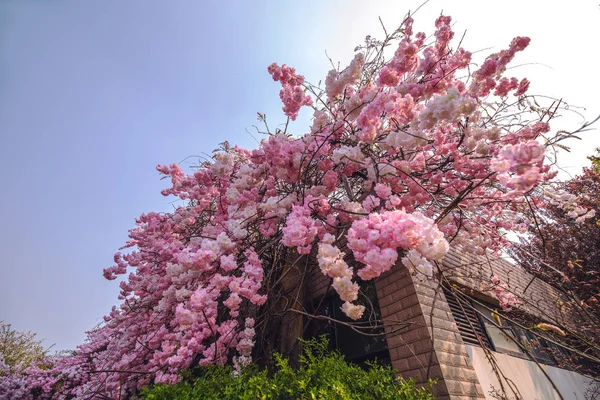 Sakura Blossom Chinese Park — Stock Photo, Image