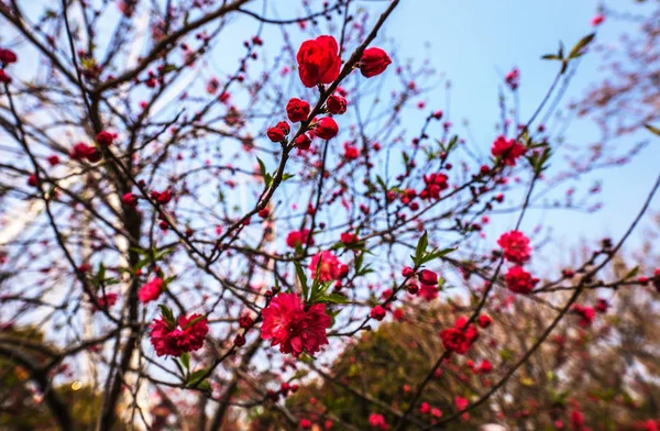 Sakura Blossom Kinesisk Park — Stockfoto