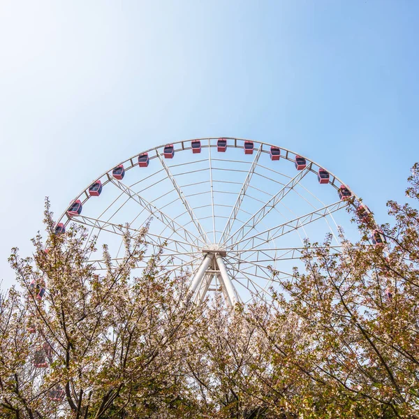 Sakura Blossom Chinese Park — Stock Photo, Image