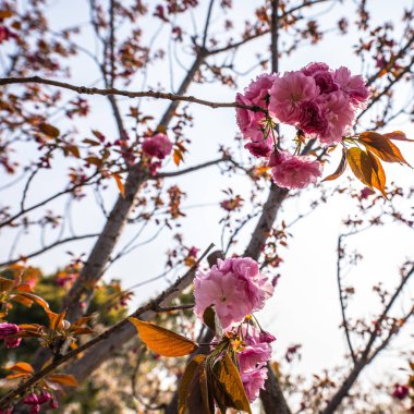 Çin parkında Sakura çiçeği.