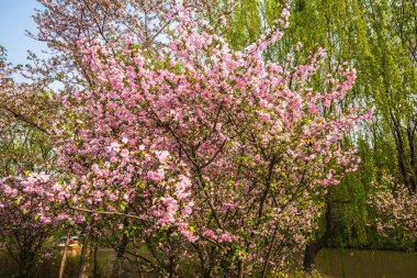 Çin parkında Sakura çiçeği.
