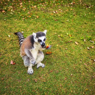 Tropikal parkta vahşi Lemur.