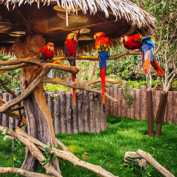 Djur Shanghai Zoo — Stockfoto