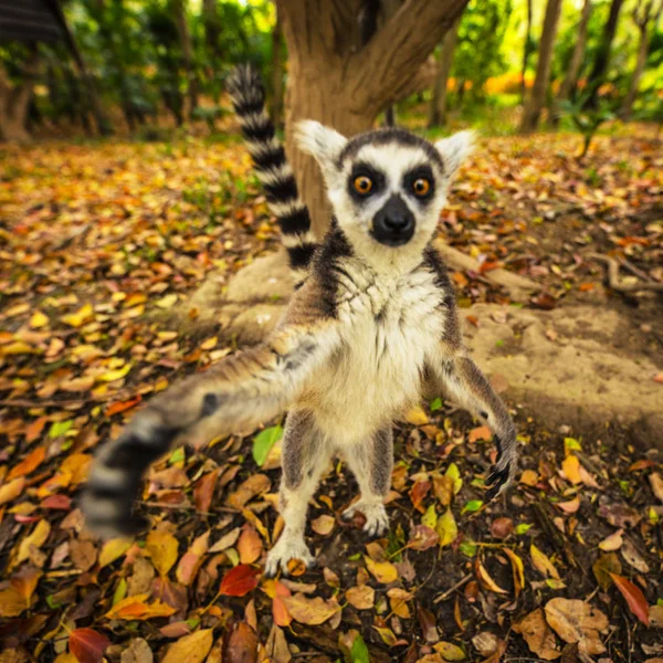 Lemur Divoký Tropickém Parku — Stock fotografie