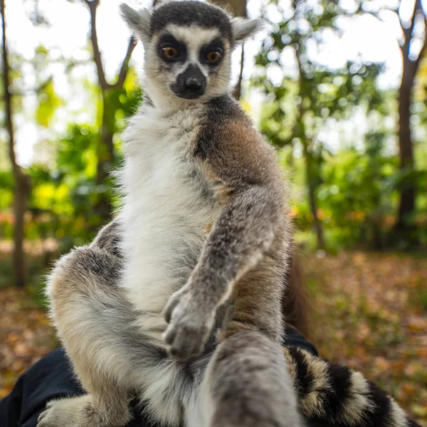 Lemur Wild Tropical Park — Stock Photo, Image