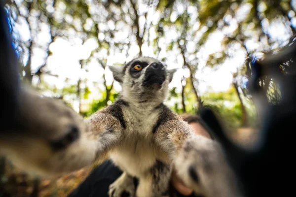 Lemur Wild Tropical Park — Stock Photo, Image