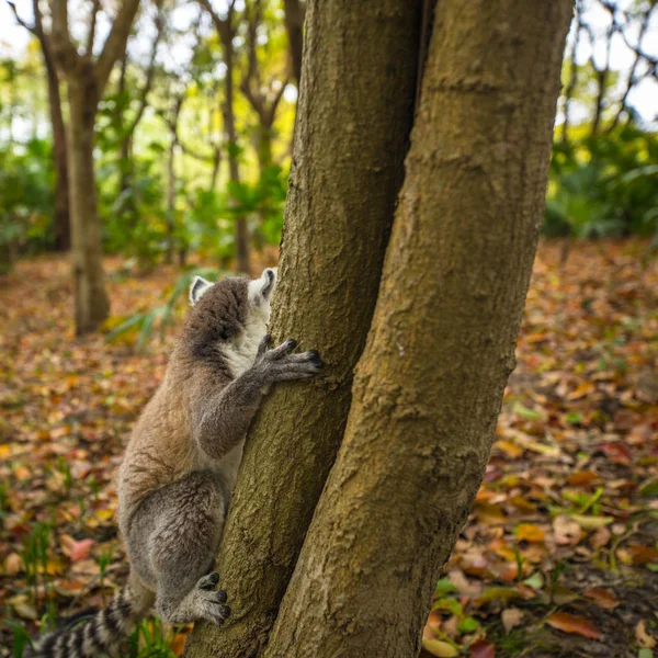 Lemur Divoký Tropickém Parku — Stock fotografie