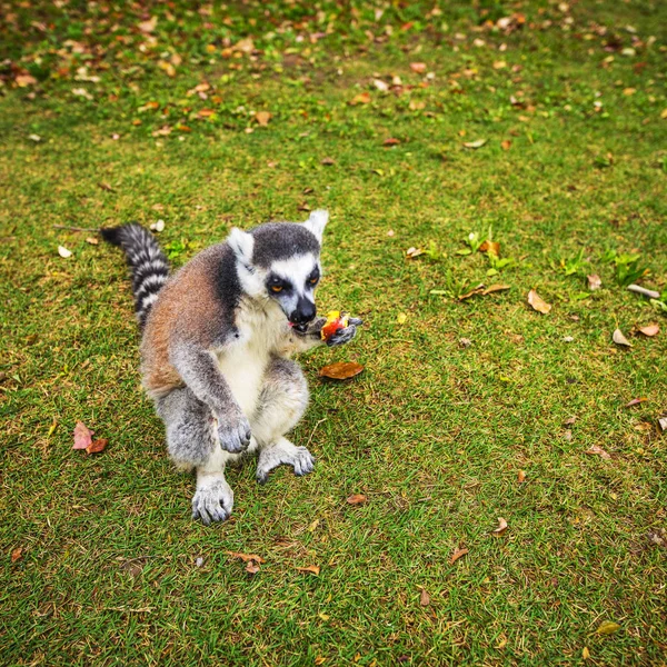 Lemur Divoký Tropickém Parku — Stock fotografie