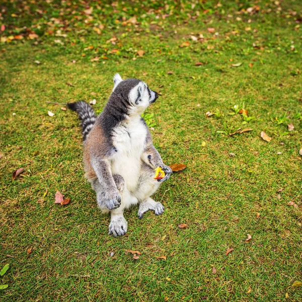 Lemur Wild Tropisch Park — Stockfoto