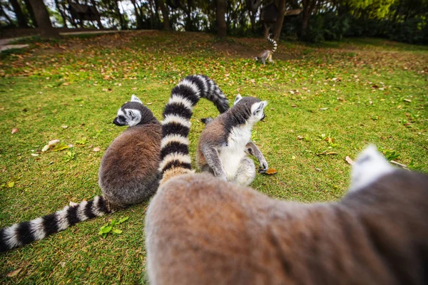 Lemur Divoký Tropickém Parku — Stock fotografie