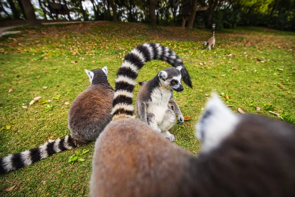 Lemur Wild Tropical Park — Stock Photo, Image