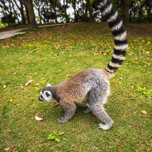 野生狐猴在热带公园 — 图库照片