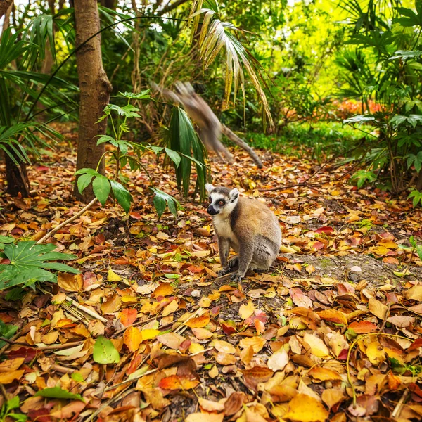 Lemur Divoký Tropickém Parku — Stock fotografie