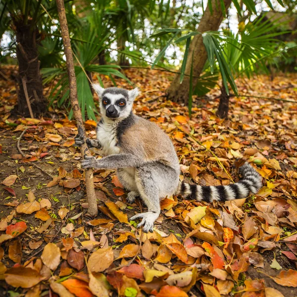 Lemur Divoký Tropickém Parku — Stock fotografie