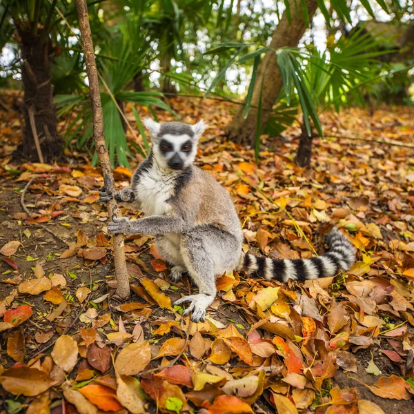 Lemur Divoký Tropickém Parku — Stock fotografie