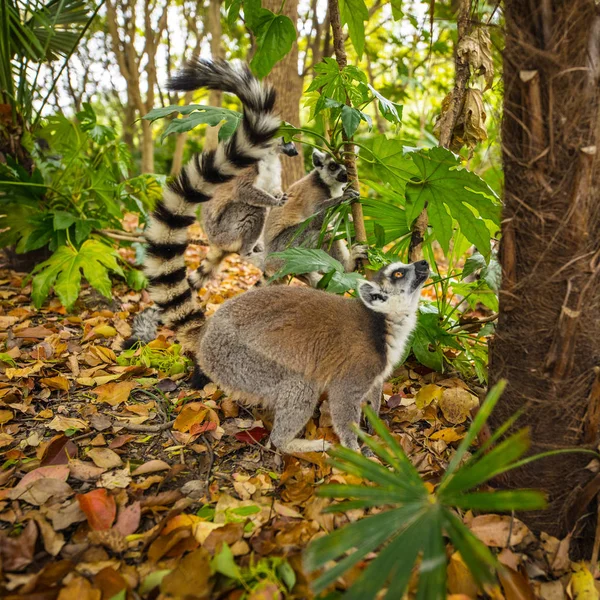 Lemur Divoký Tropickém Parku — Stock fotografie