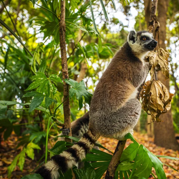 Lemur Wild Tropical Park — Stock Photo, Image