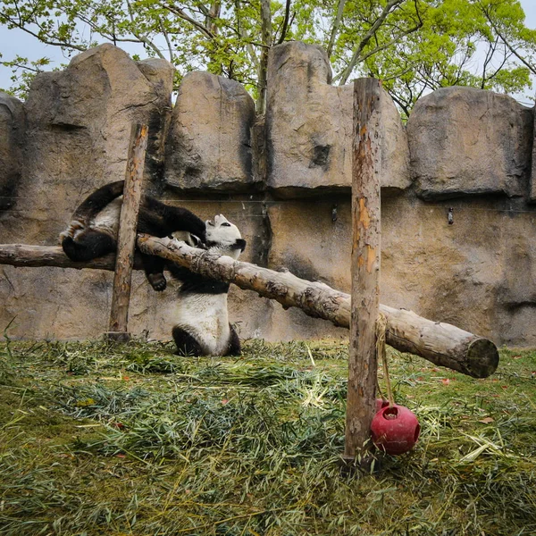 Панды Шанхайском Зоопарке — стоковое фото