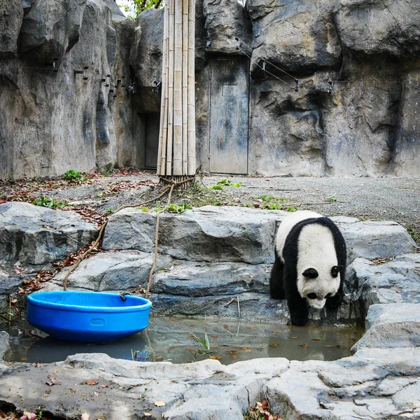 Pandas Shanghai Zoo — Stock Photo, Image