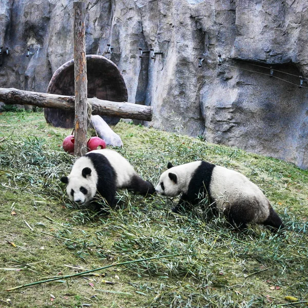 Pandas Shanghai Zoo — Stock Photo, Image