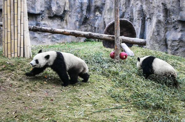 Pandas Shanghai Zoo — Stock Photo, Image