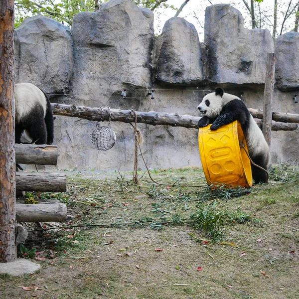 Şangay Hayvanat Bahçesi Ndeki Pandalar — Stok fotoğraf