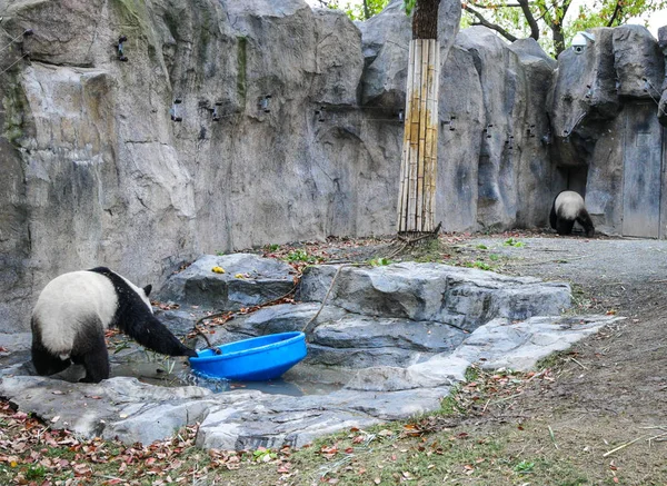 Şangay Hayvanat Bahçesi Ndeki Pandalar — Stok fotoğraf