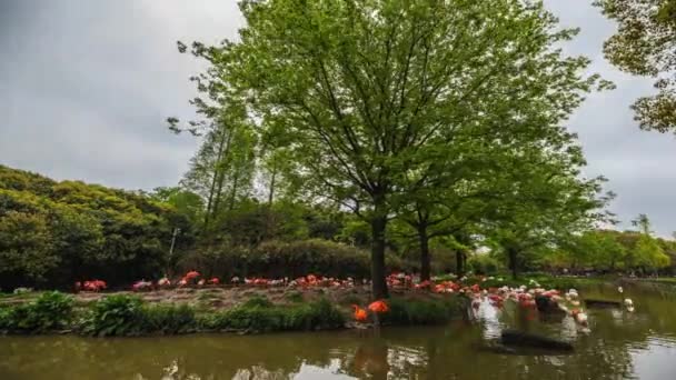 Flamingo Zoológico Shanghai Tiempo Caducidad — Vídeos de Stock