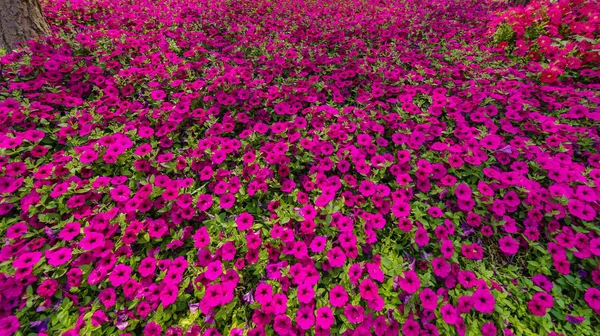 Fond Fleurs Pourpres Été — Photo