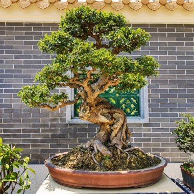 Çin'de Bahçe Dekorasyon Elemanları close-up.