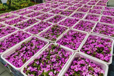 Yaz mor çiçeklerin arka plan.