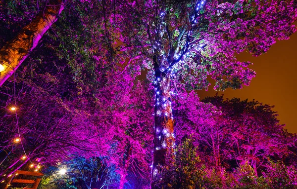 Illuminazione Notturna Multicolore Del Giardino Della Casa Scozzese — Foto Stock