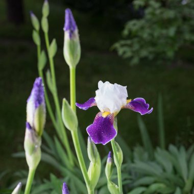 Güzel yaz bahçesi çiçekleri yakın plan.