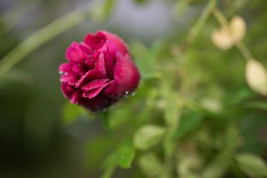 Güzel yaz bahçesi çiçekleri yakın plan.