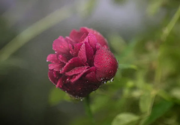 Belles fleurs de jardin d'été close-up. — Photo