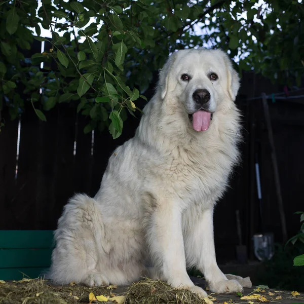 Två stora vita hundar utomhus. Tatra Shepherd hund. — Stockfoto