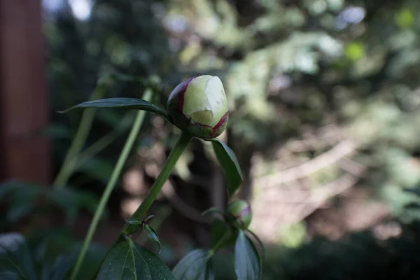 Belles fleurs de jardin d'été close-up. — Photo