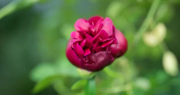 Belles fleurs de jardin d'été close-up. — Photo