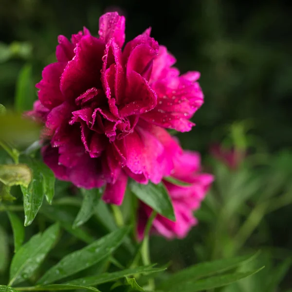 美しい夏の庭の花を閉じる. — ストック写真