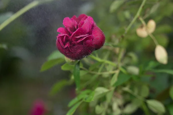 Beautiful summer garden flowers close-up. — Stock Photo, Image