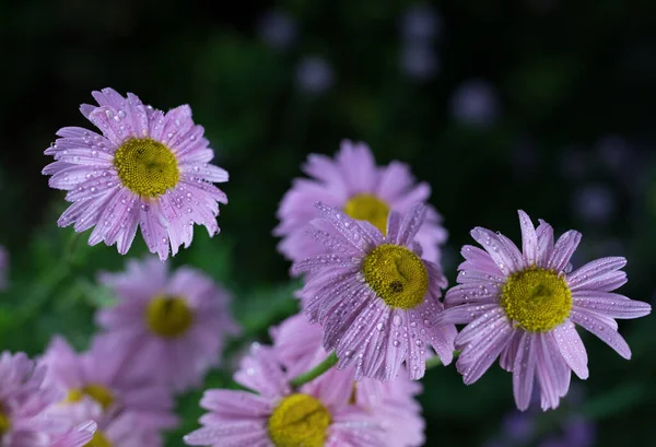 Schöne Sommergartenblumen aus nächster Nähe. — Stockfoto
