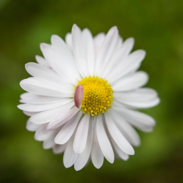 Krásné letní zahrada květiny close-up. — Stock fotografie