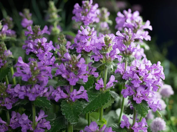 Hermosas flores de jardín de verano primer plano . — Foto de Stock