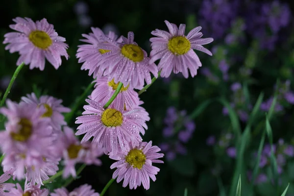 Schöne Sommergartenblumen aus nächster Nähe. — Stockfoto
