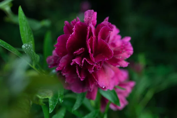 美しい夏の庭の花を閉じる. — ストック写真