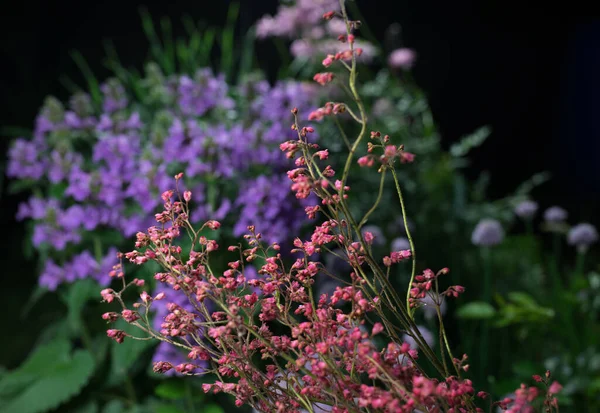 美しい夏の庭の花を閉じる. — ストック写真