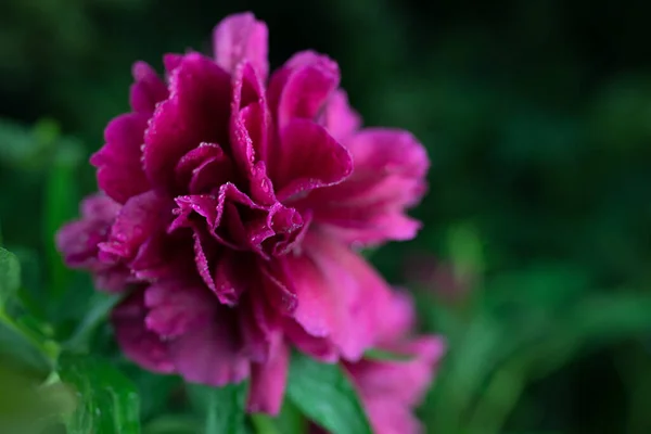 Krásné letní zahrada květiny close-up. — Stock fotografie