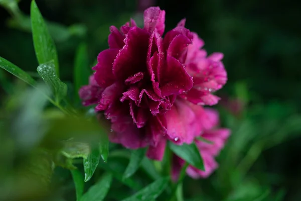 美しい夏の庭の花を閉じる. — ストック写真